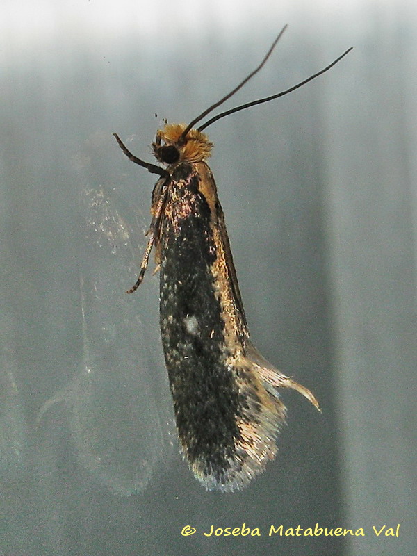 Monopis obviella (cfr.),  Tineidae